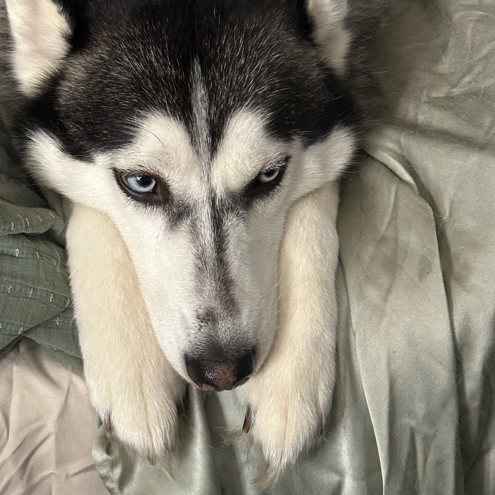 Meet your Posher, Abigail